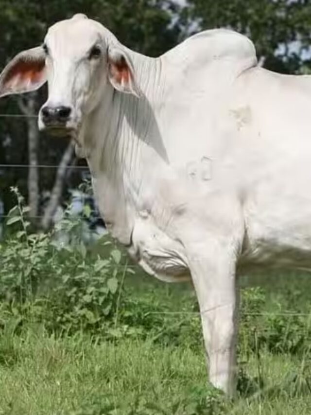 भारत में यहां की गाय है दुनिया की सबसे महंगी! एक की कीमत 35 करोड़ के पार